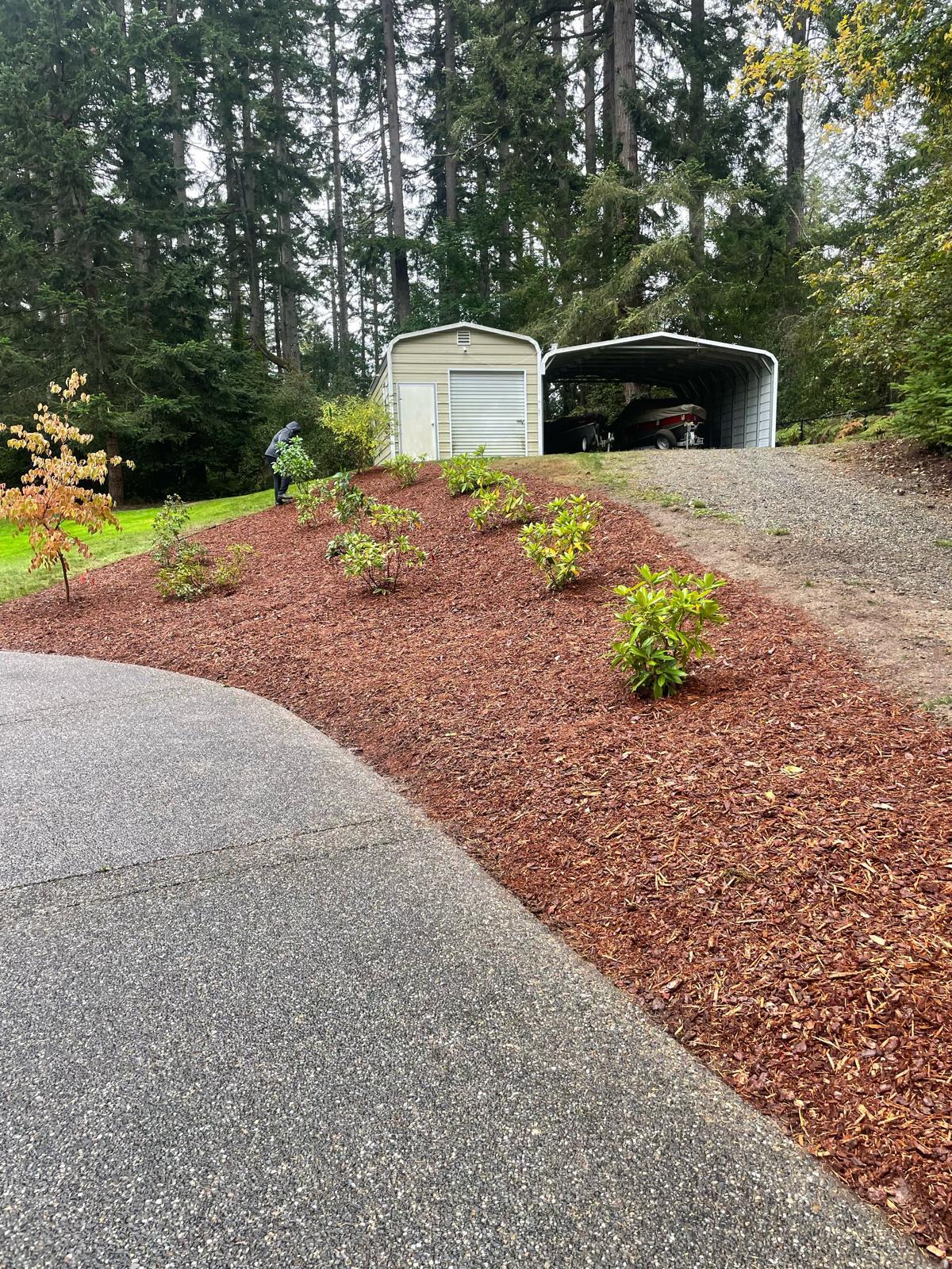 Mojave desert in the dark