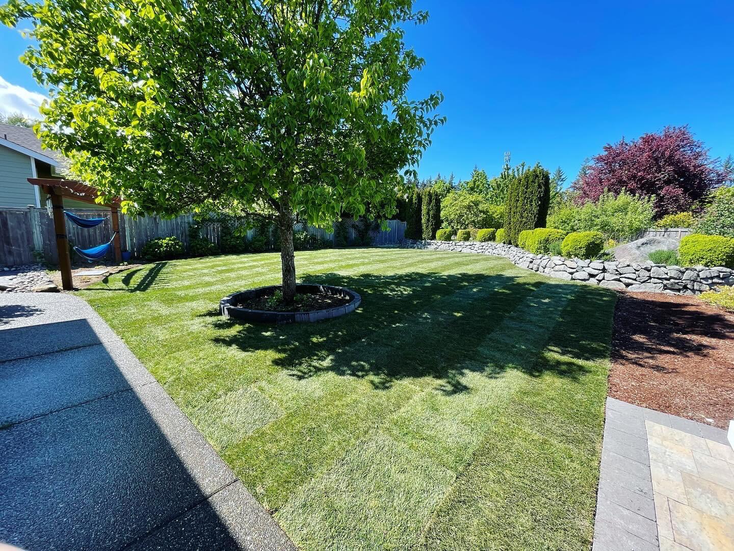 Mojave desert in the dark